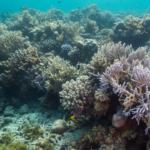 Coral Reefs Experience Record Bleaching Due to Rising Ocean Temperatures
