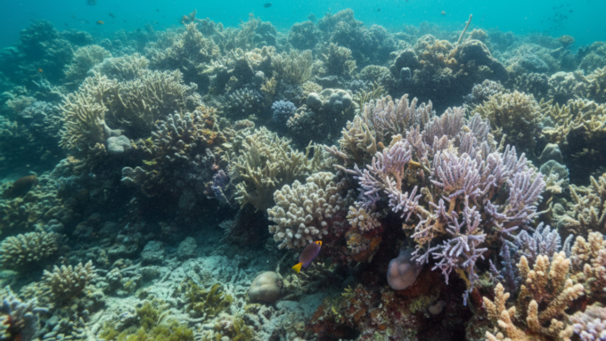 Coral Reefs Experience Record Bleaching Due to Rising Ocean Temperatures